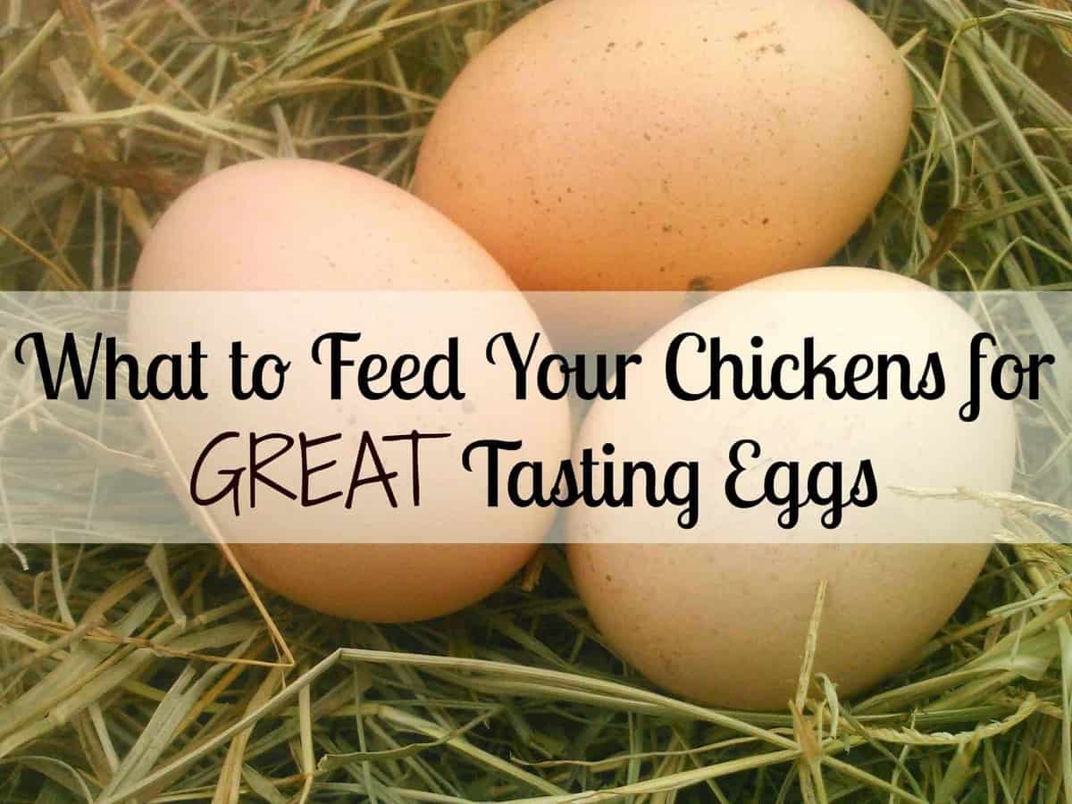 What should you feed hens?
