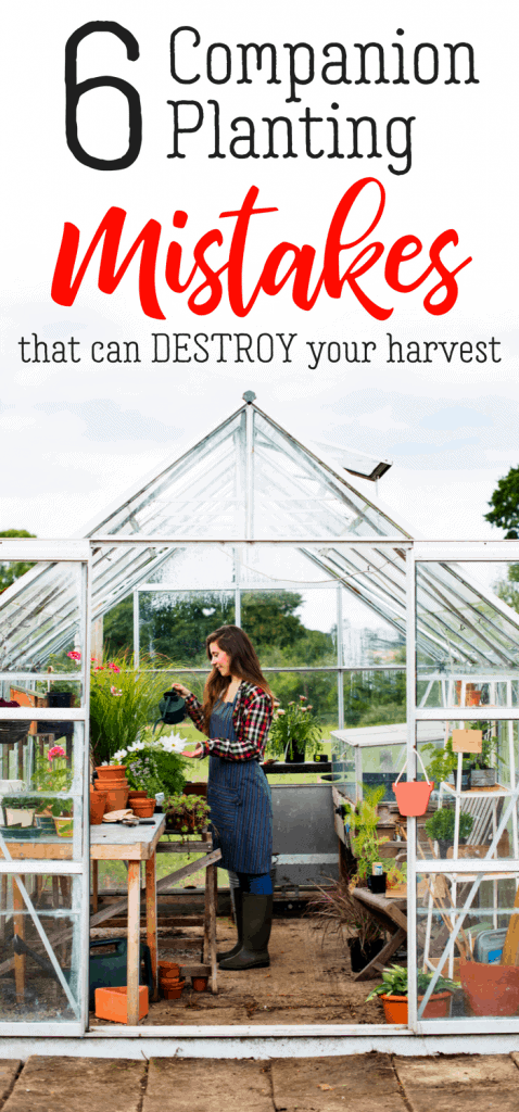 6 Companion Planting Mistakes That Can Destroy Your Harvest 478x1024