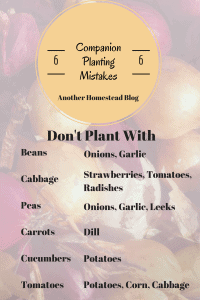 Companion Planting No-Nos