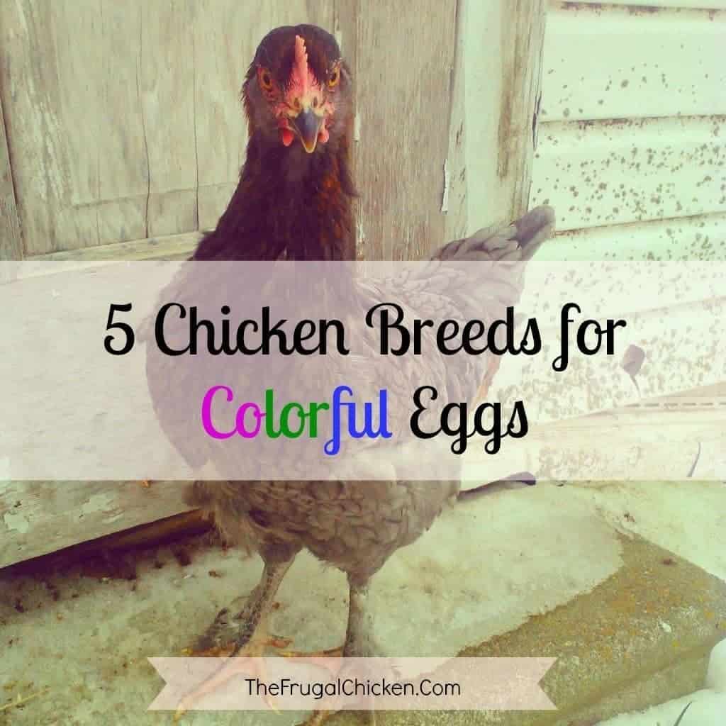 5 Chickens to Raise for Colored Eggs Pampered Chicken Mama