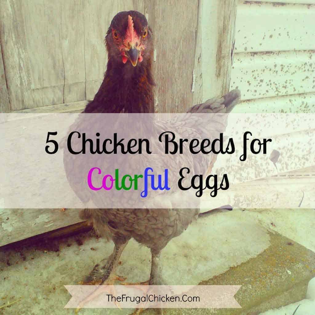 5 Chickens to Raise for Colored Eggs