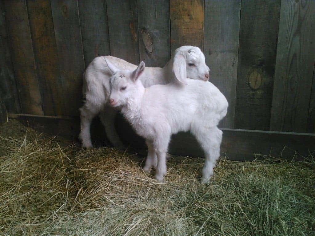 Our new bucklings!