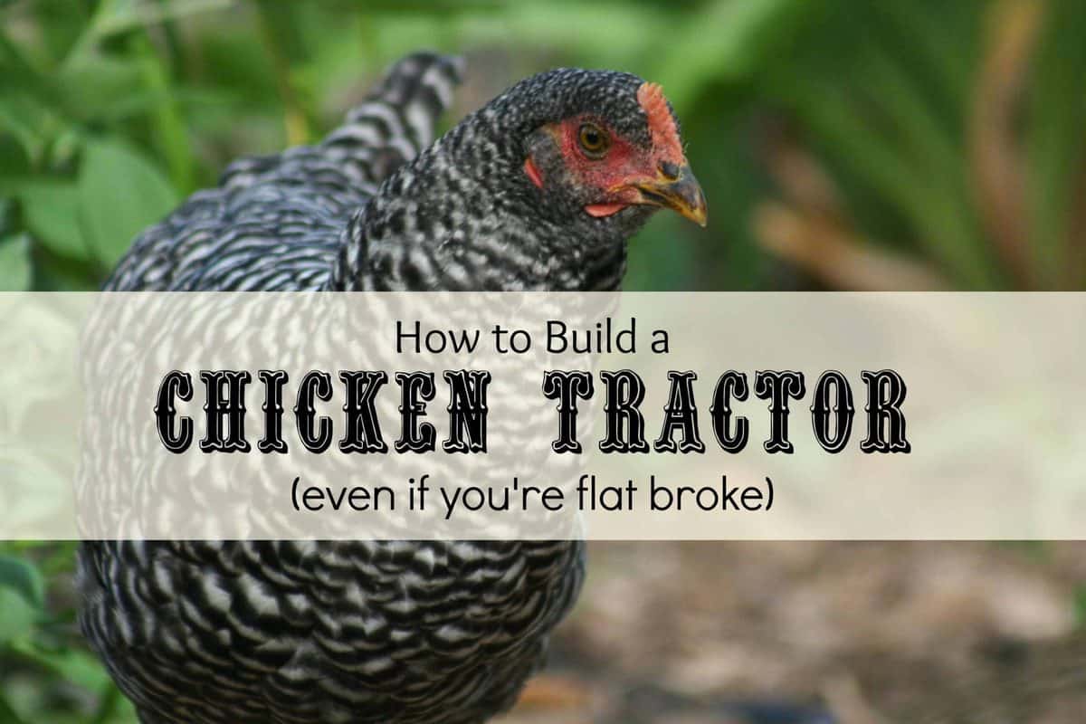 Chicken Tractor Plans Anyone Can Build (Even If You’re Flat Broke)