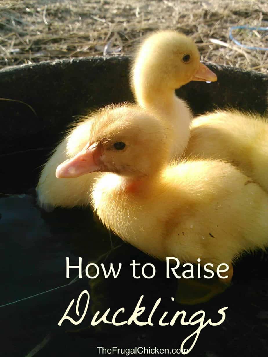 How To Raise Ducklings