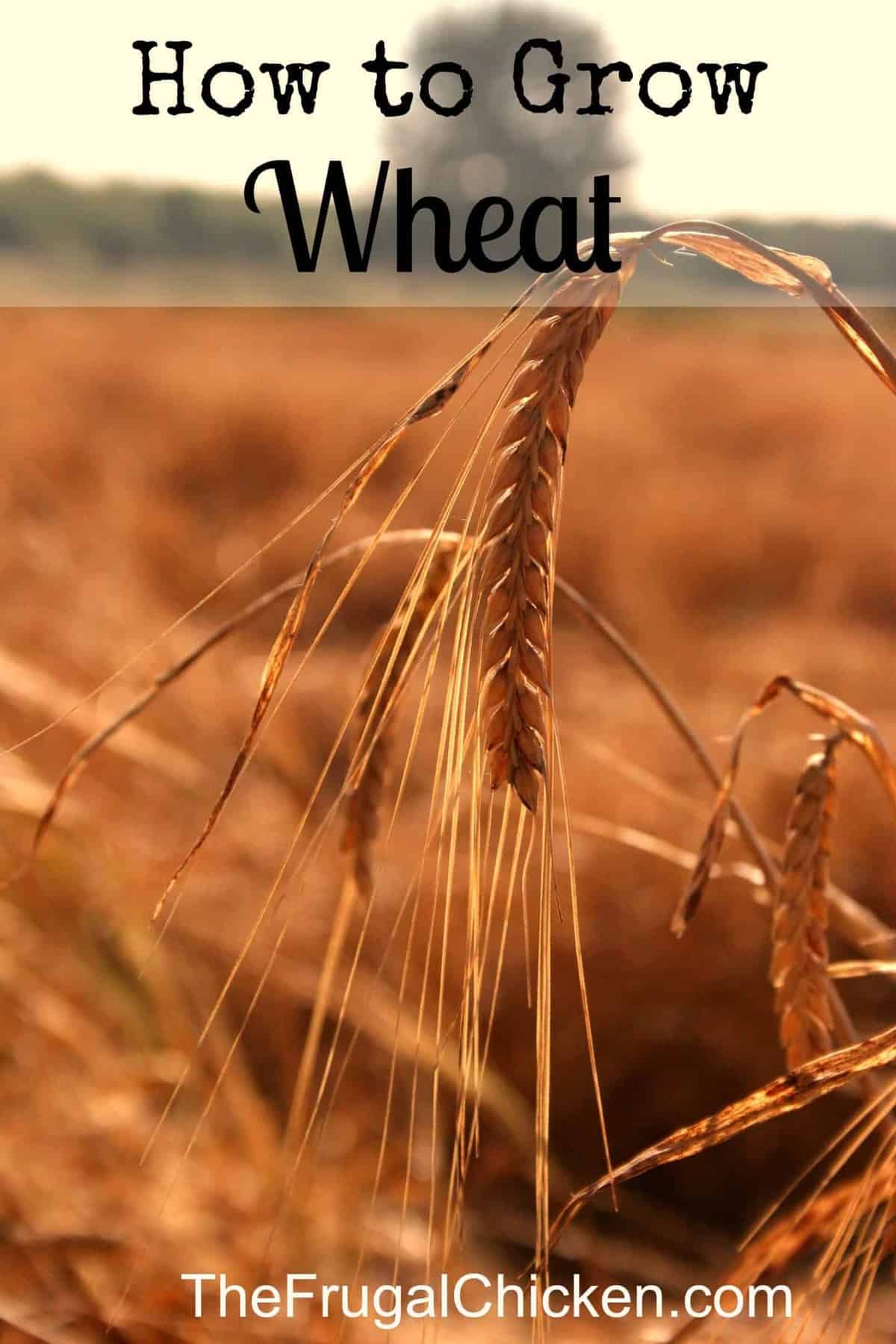 how to grow wheat 2 Pampered Chicken Mama Raising Backyard Chickens