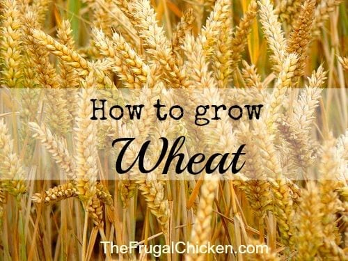 How to Grow Wheat to be More Self-Sufficient