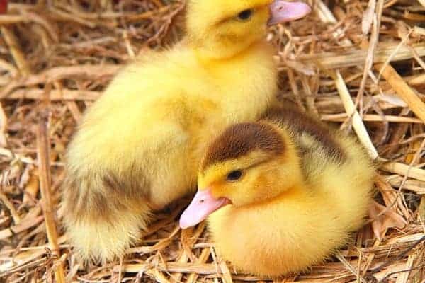 Learning to raise ducklings is easy, and you'll love their presence on your homestead. In this article, we cover everything you need to know. From FrugalChicken