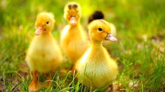 How to Raise Ducklings