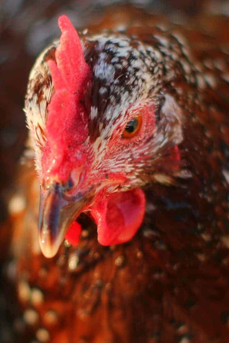 9 Chicken Breeds Perfect for Beginners!