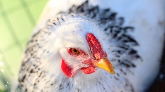 brahma backyard chicken hen