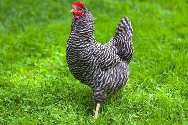 If your chickens stopped laying eggs, it can be frustrating. Here's 10 tips to troubleshoot to get eggs again! 