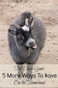 MORE Ways to $ave with Dairy Goats. It's not what you think! From FrugalChicken