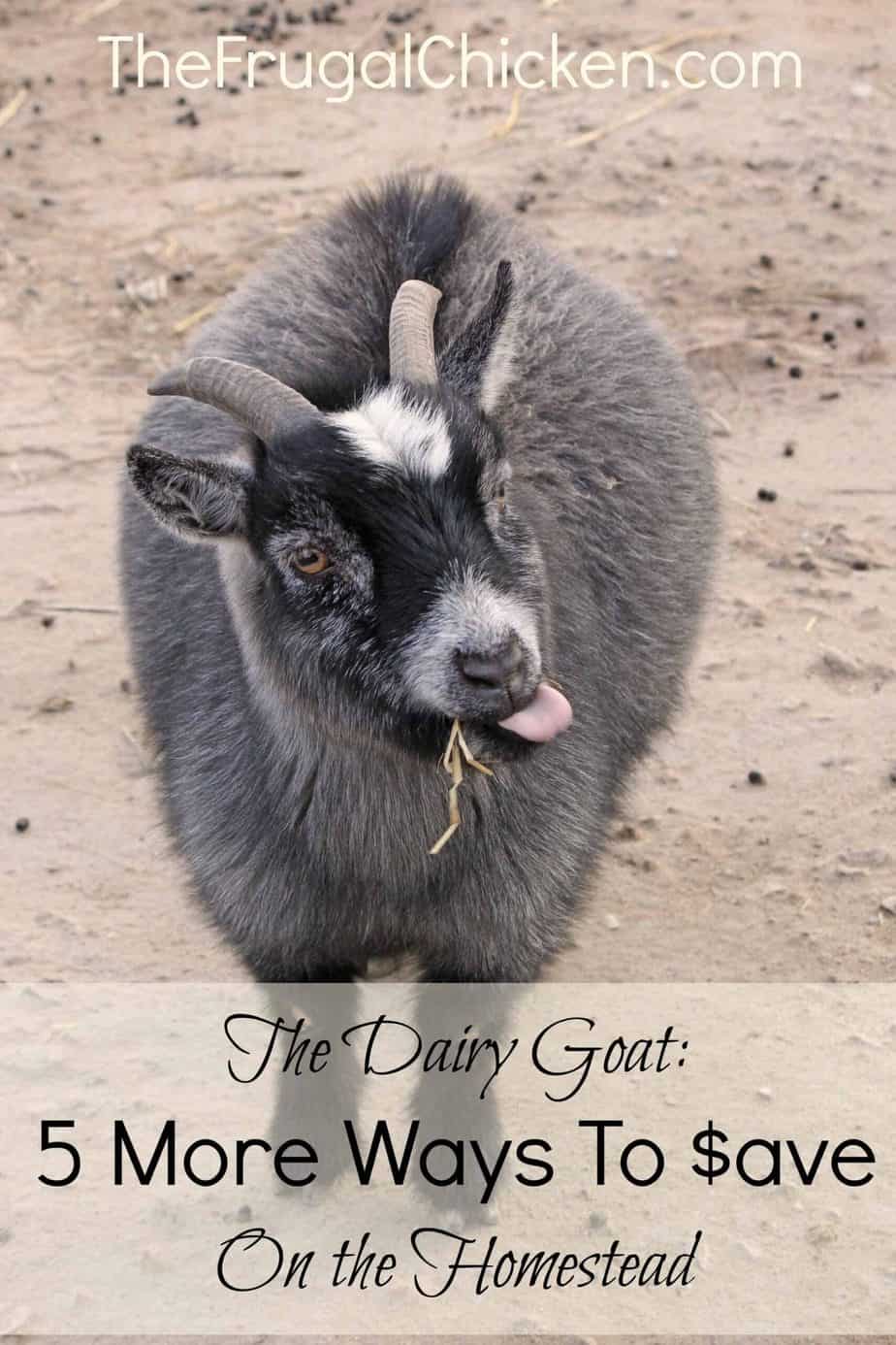 Dairy Goats: How to Save a TON Part II