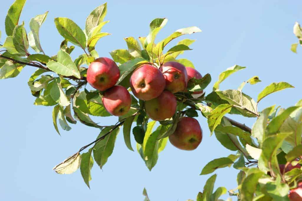 You can plant fruit trees, which have both pretty flowers and fruit to harvest.