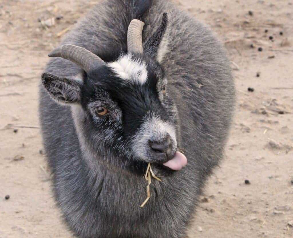 funny goat