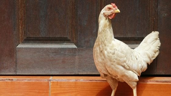 4 Homesteading Podcasts Your Family Needs to Hear