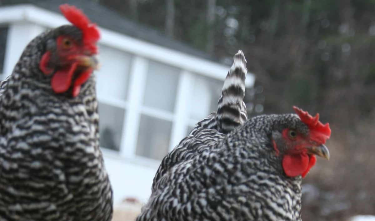 Should You Free-Range Your Chickens?