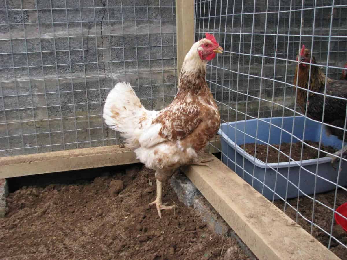 Free-Ranging Chickens- The Pros vs The Cons - Homesteaders of America