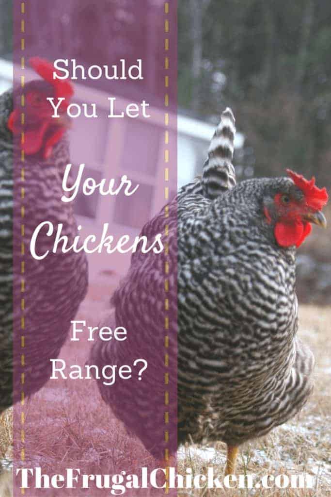 5 Easy Ways To Introduce Herbs To Your Flock - Pampered Chicken Mama ...