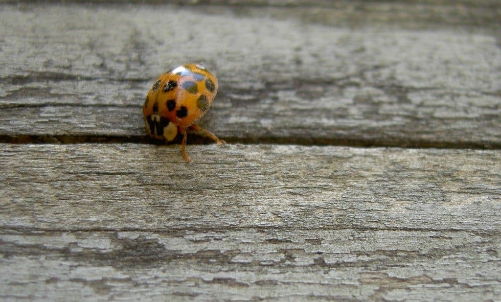 ladybug