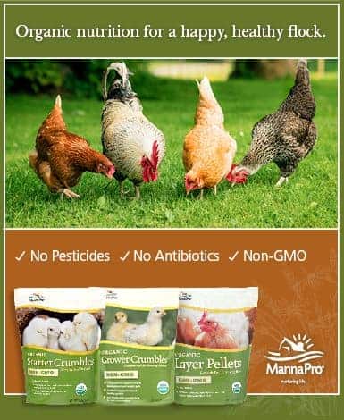 385x470 organic ad_frugal_chicken