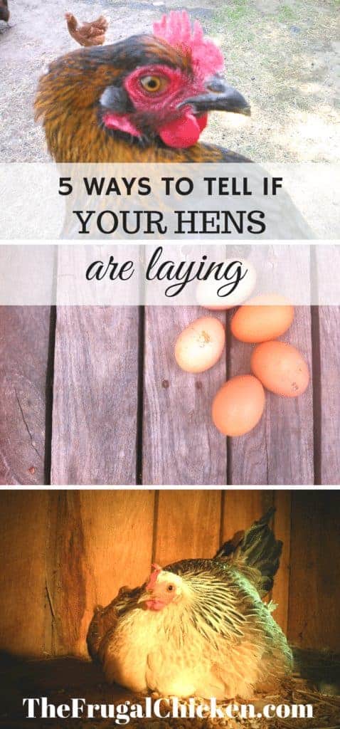 Not sure if your hens are laying? Here's 5 of the best ways to tell, complete with photos! From FrugalChicken
