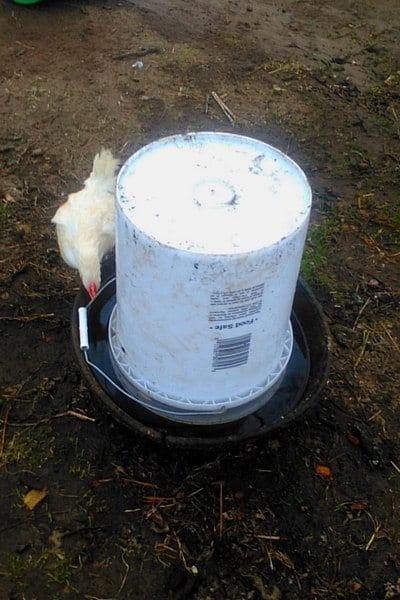 DIY automatic chicken waterer with chick