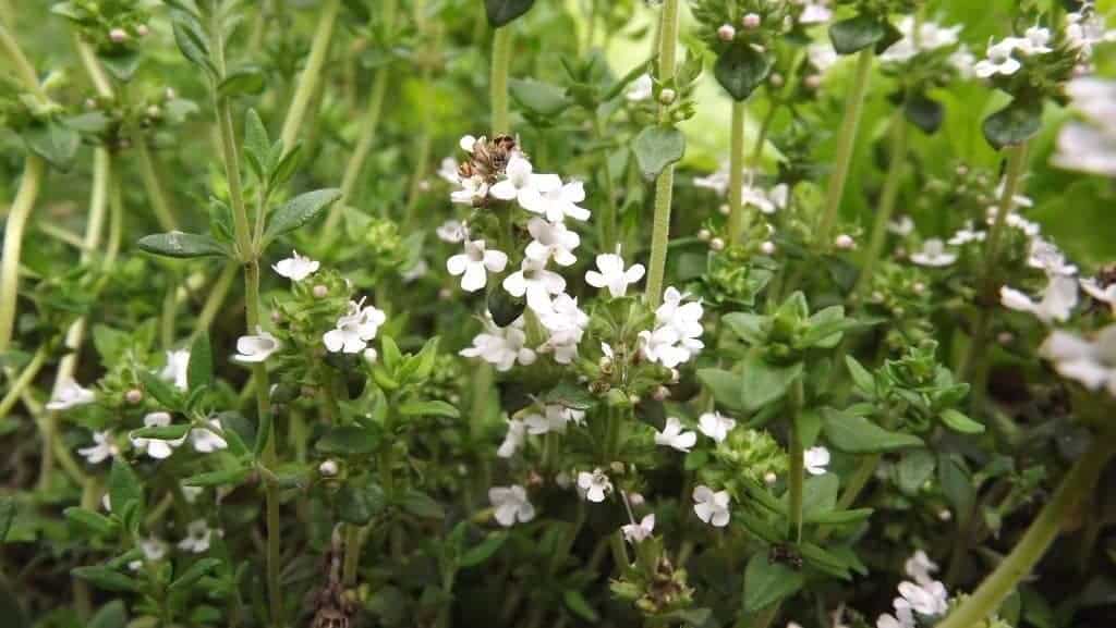 How to Grow a Perennial Herb Garden. It's a simple luxury that's easy to grow! Here's how to do it, and what you need. From FrugalChicken