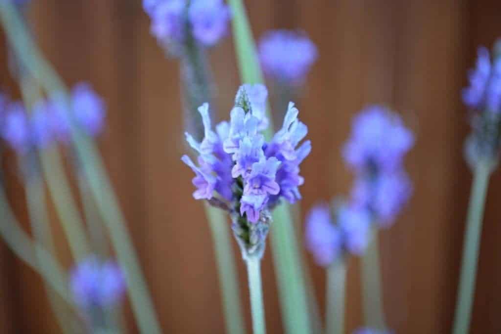 How to Grow a Perennial Herb Garden. It's a simple luxury that's easy to grow! Here's how to do it, and what you need. From FrugalChicken