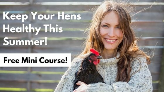 Keep Your Hens Healthy This Summer-min