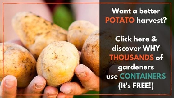 Potatoes In Containers