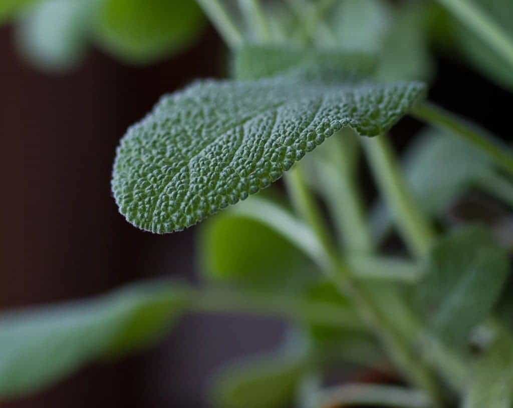 How to Grow a Perennial Herb Garden. It's a simple luxury that's easy to grow! Here's how to do it, and what you need. From FrugalChicken