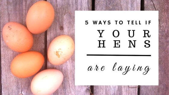 The 5 Best Ways To Tell If Your Hens Are Laying