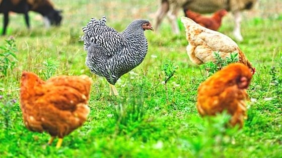 The Ultimate Cheat Sheet On Chickens