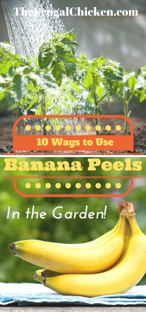 Use banana peels in your garden instead of throwing them away! Here's 10 ways to use banana peels in your garden. Easy projects you can do today! From FrugalChicken