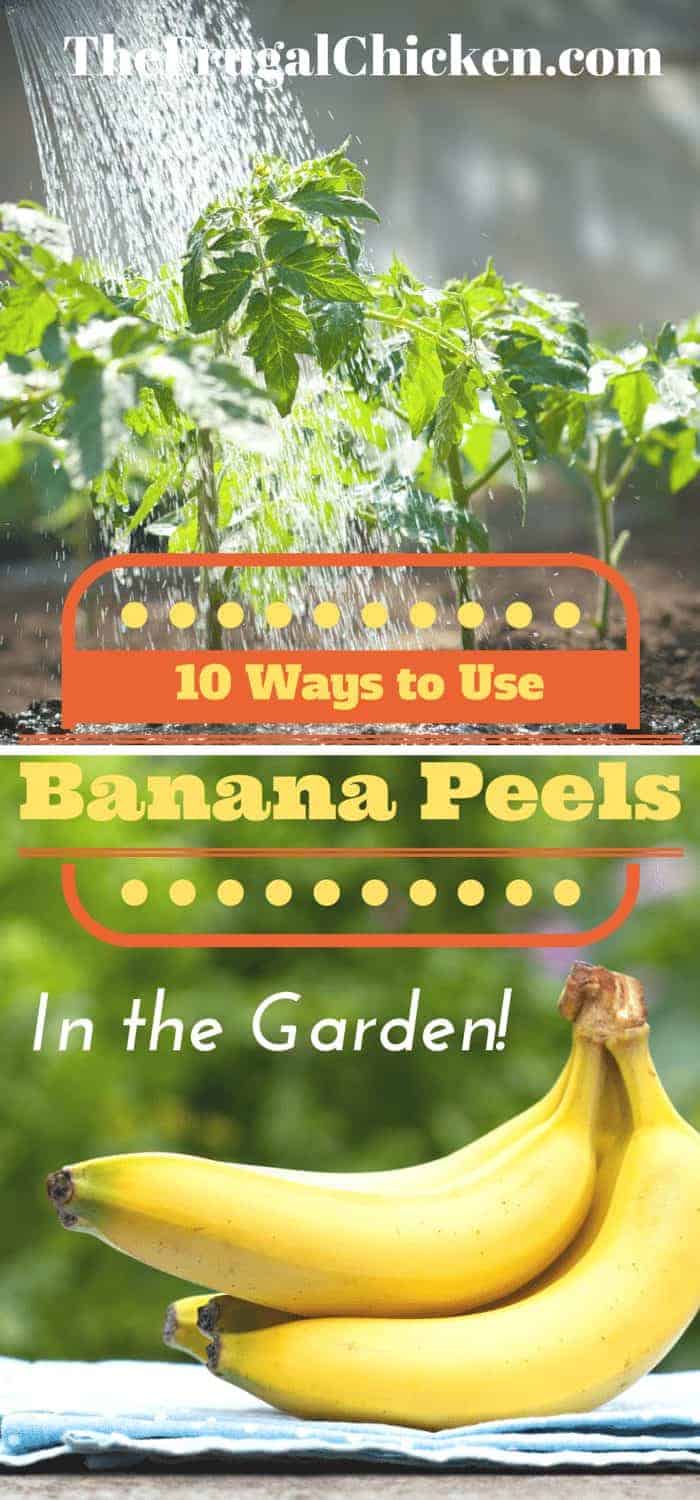 10 Ways To Use Banana Peels In Your Garden As Fertilizer