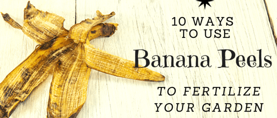 Use banana peels in your garden instead of throwing them away! Here's 10 ways to use banana peels in your garden. Easy projects you can do today! From FrugalChicken