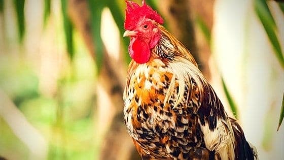 Organic Homemade Chicken Feed Recipe (That Won’t Break The Bank)