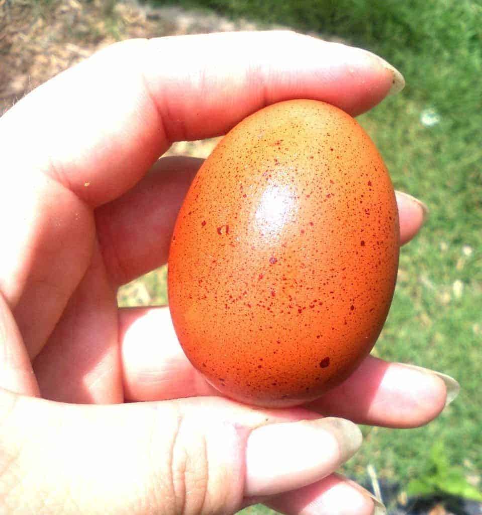 Got funky eggs? Abnormal chicken eggs happen to all of us - it's just a matter of time. Here's 10 weird eggs and everything you need to know. From FrugalChicken