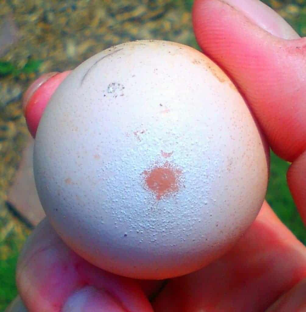 Got funky eggs? Abnormal chicken eggs happen to all of us - it's just a matter of time. Here's 10 weird eggs and everything you need to know. From FrugalChicken