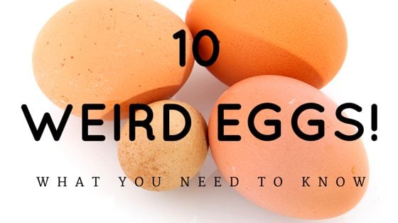 Abnormal Chicken Eggs: What You Need To Know!
