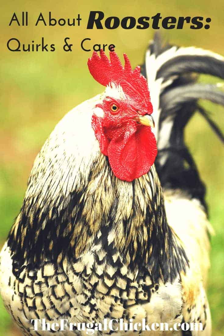 Thinking about adding a rooster to your flock but have some concerns? Here's everything you need to know, from what to feed to dealing with behaviors. From FrugalChicken