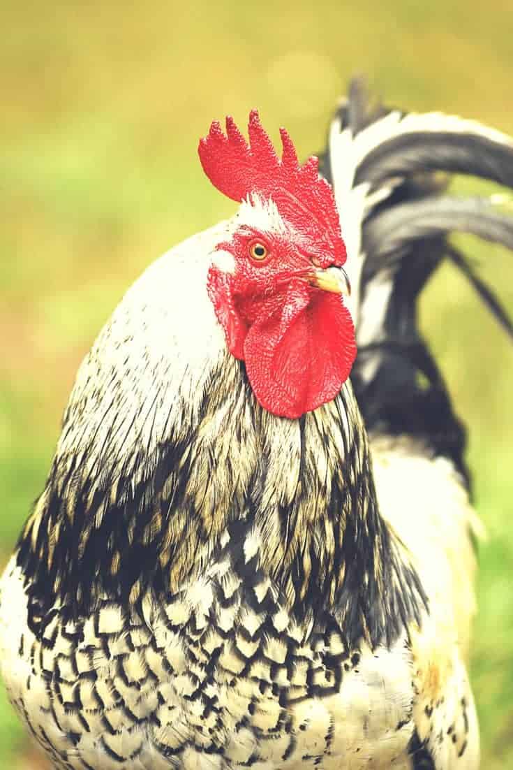 rooster Pampered Chicken Mama Raising Backyard Chickens