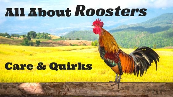 Adding A Rooster To Your Flock: Care & Quirks