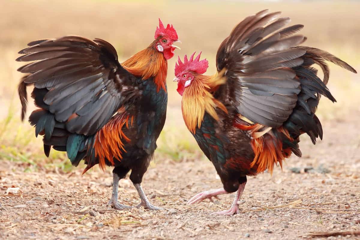 Adding A Rooster To Your Flock: Care & Quirks