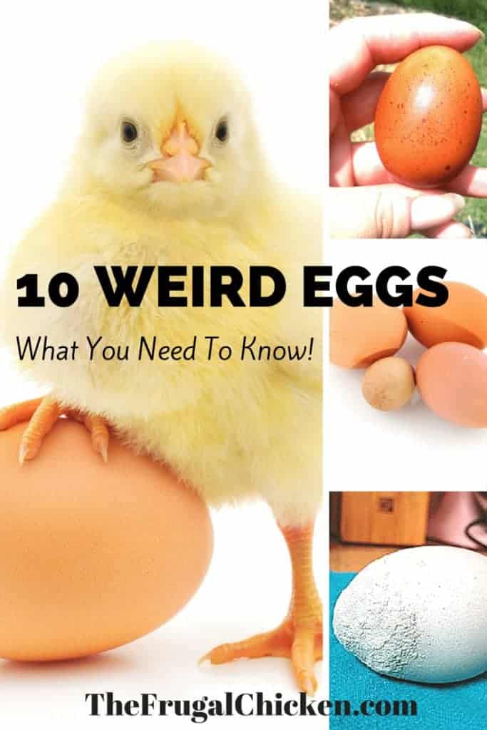 Got funky eggs? Abnormal chicken eggs happen to all of us - it's just a matter of time. Here's 10 weird eggs and everything you need to know. From FrugalChicken