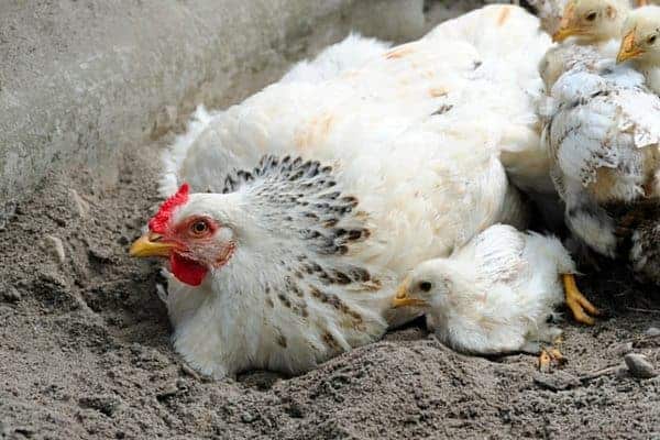 Ever since we started offering diatomaceous earth to our chickens, they've been so much healthier. Here's what it is and how to use it in the coop! From FrugalChicken
