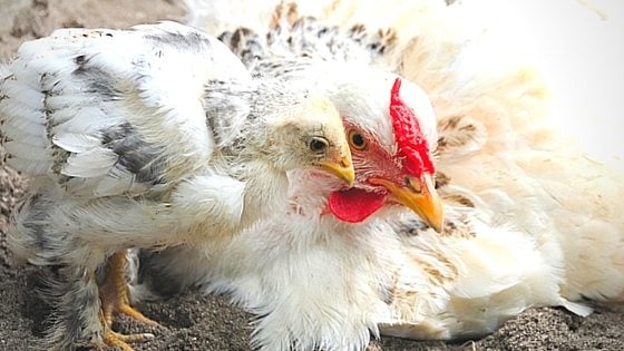Diatomaceous Earth & Chickens: What’s The Deal?