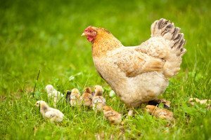 Not sure how to feed your flock when your chickens are different ages? It's easy if you remember two simple rules of thumb. From FrugalChicken