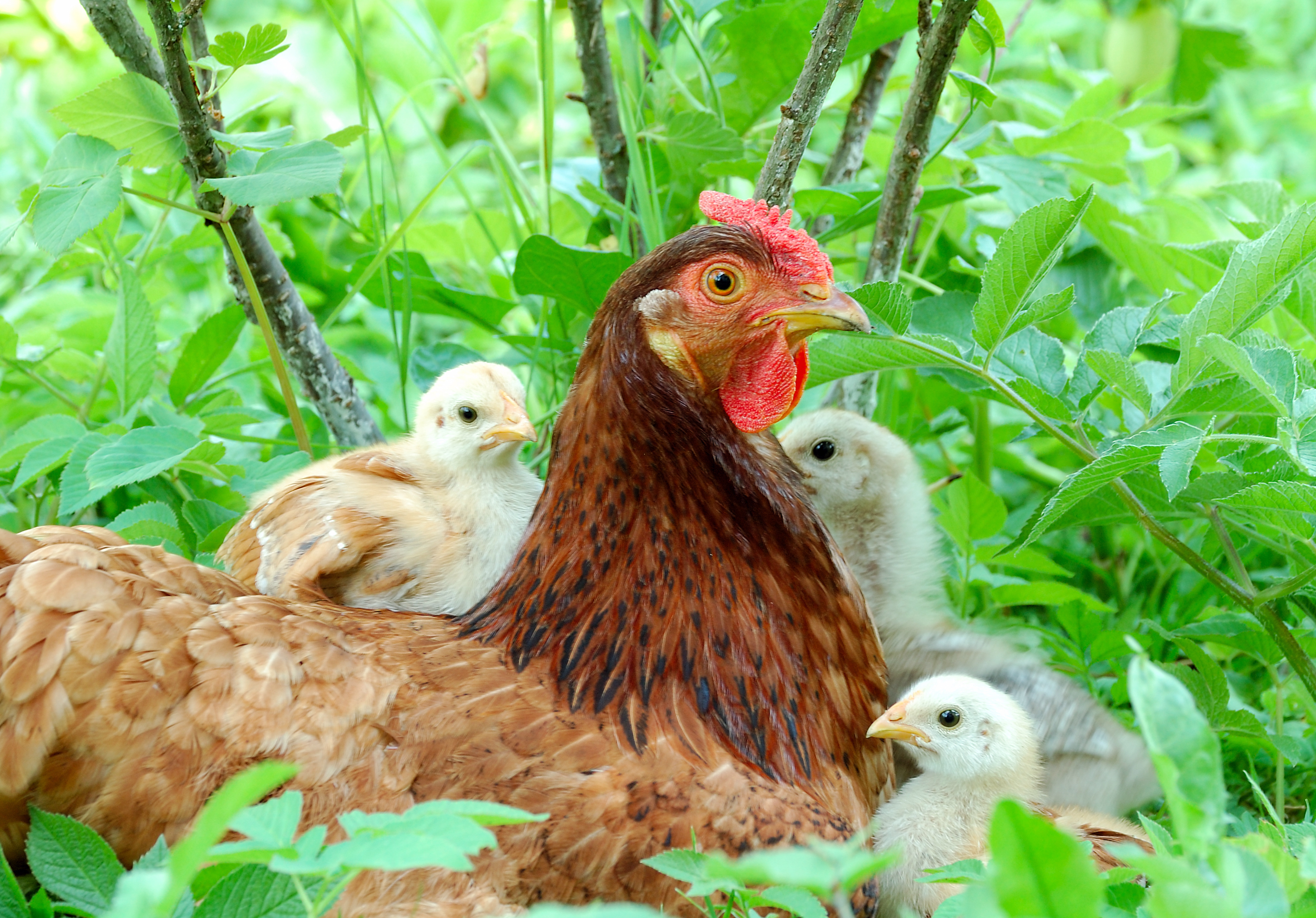 Feeding Chickens at Different Ages